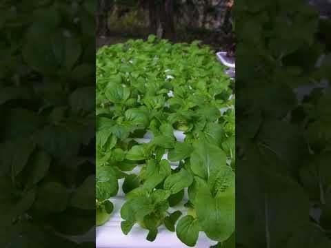 Water Level Check Diy Hydroponics Day 14