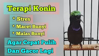 Download lagu Terapi Konin Stres Macet Bunyi dgn Suara Air Suara Konin Ini Agar Kembali Gacor || Situs Kicau mp3 Download lagu Terapi Konin Stres Macet Bunyi dgn Suara Air Suara Konin Ini Agar Kembali Gacor || Situs Kicau mp3