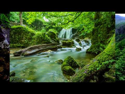 The Lost Forests Soundtrack - Relaxing Music