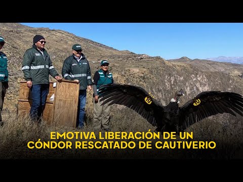Así fue la emotiva liberación del cóndor andino que fue rescatado de cautiverio en Arequipa