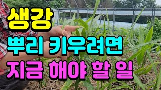 생강 크게 키우려면 7월에 해야할 일 /생강웃거름 주는시기와 방법,굵은 생강 수확하시려면 지금 하세요.