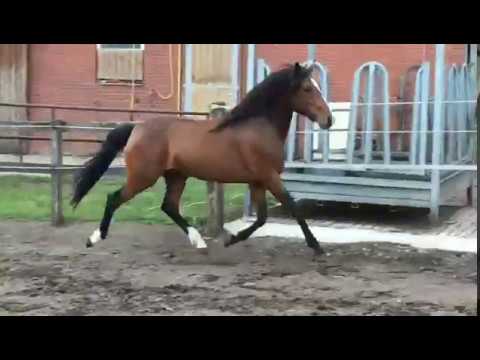 Hengst von 2017, Valerius x Don't Worry x Golden Highlight