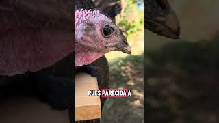 Vídeo del producto