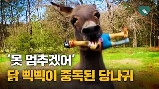 닭 인형과 사랑병에 빠진 당나귀