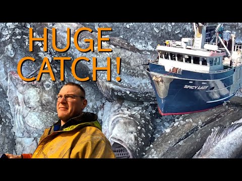 HUGE 35,000 POUND BLACK COD CATCH