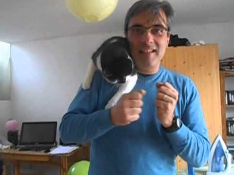 Pourquoi je deteste les chats