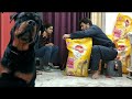 Pedigree 20 Kg Unboxing With Our Rotttweiler Coco Pedigree Dogfood