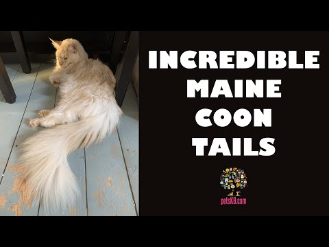 Maine Coon Cats with long tails compilation