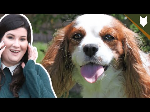 3rd YouTube video about are king charles spaniels hypoallergenic