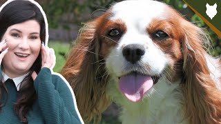CAVALIER KING CHARLES SPANIEL HEALTH AND LIFE EXPECTANCY