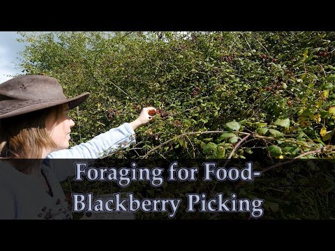Foraging for Blackberries in the UK