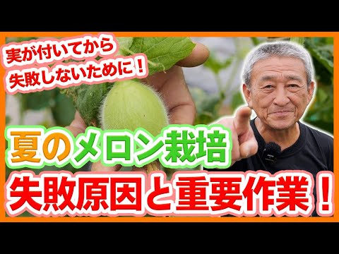 菜園のメロン
