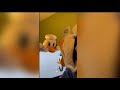 Donald Ducc Gets Replaced Shorts