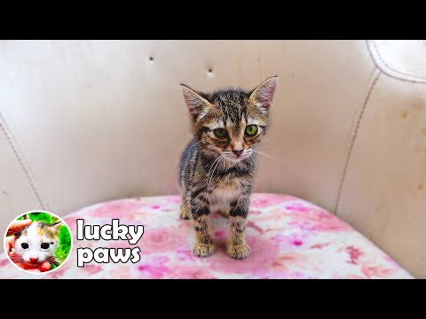 An Innocent Sick Kitten Can't Understand Why Kids Have Been Abandoned Her [Episode 4] - Kitten Care