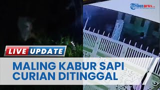 Warga Kejar Maling Hewan, Sapi Milik Warga Triwung Lor Kota Probolinggo Ditingalkan Pelaku