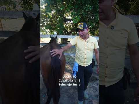 YEGUA Lucerito CABALLADA LA 15. Toluviejo Sucre #caballos #horse #criollo