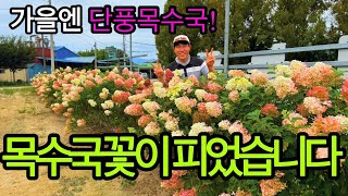 가을꽃! 목수국의 화려한변신! 단풍목수국! 