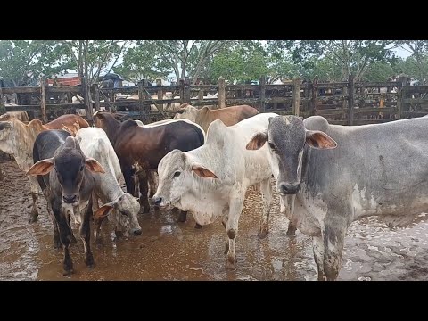 FEIRA DE GADO DE CAMPO GRANDE-AL 