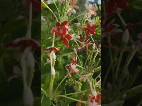 Flower s 🌼🌼#trending #explore #yt#youtubevideos #viral #videos #flowers #latest#subscribe #like#song