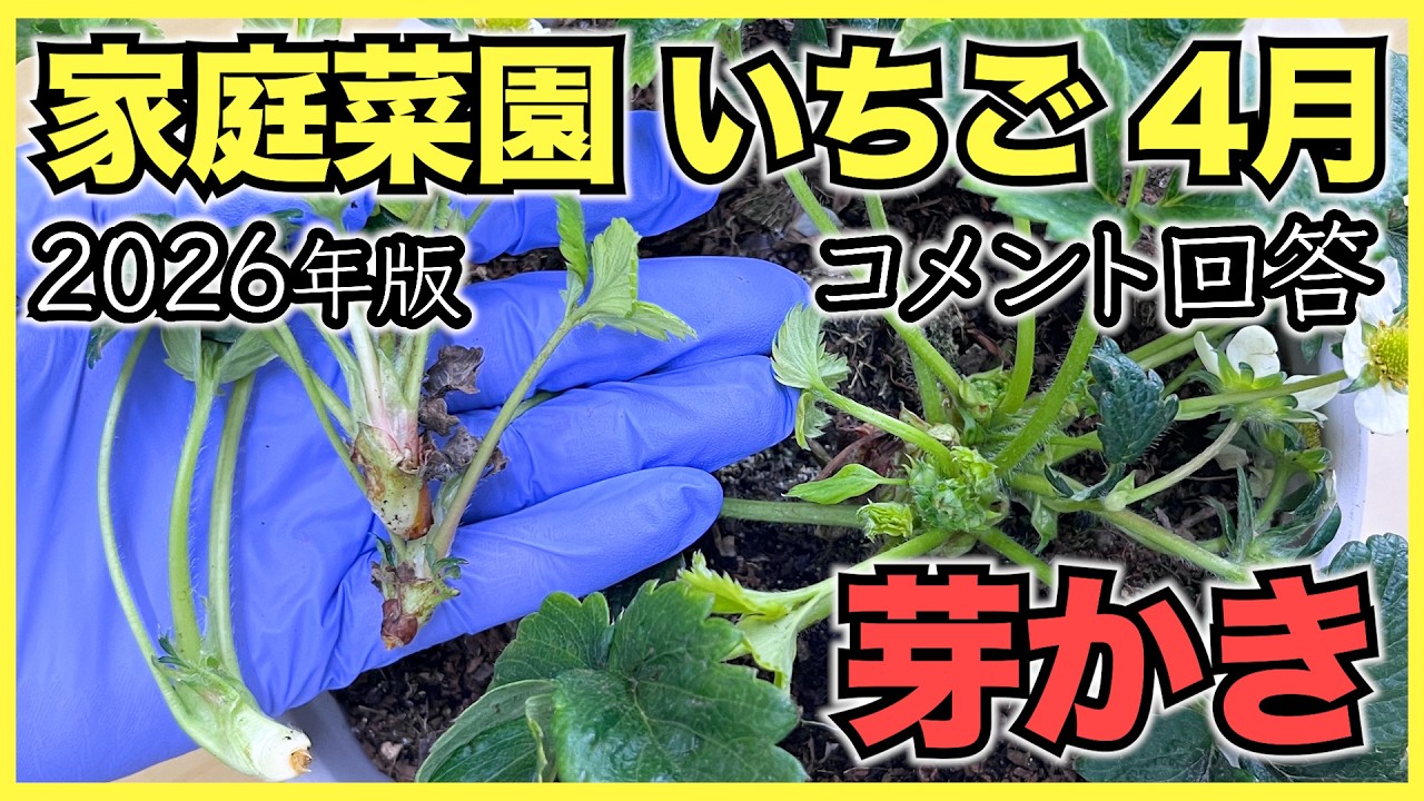 【2026年版】家庭菜園のいちごで4月にやるべきこと【芽かきとコメント回答】