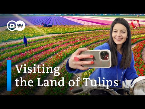 The Netherlands in Spring: Keukenhof and Tulip Barn – is the Tulip Hype Worth the Trip?