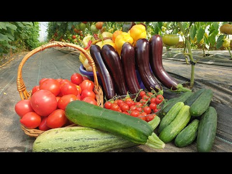 , title : 'Naše tijelo i ljeti treba vitamine - Ojačajte imunitet za zimu'