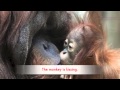 The Monkey is Kissing by T*Star