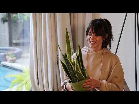 House Plant Tour