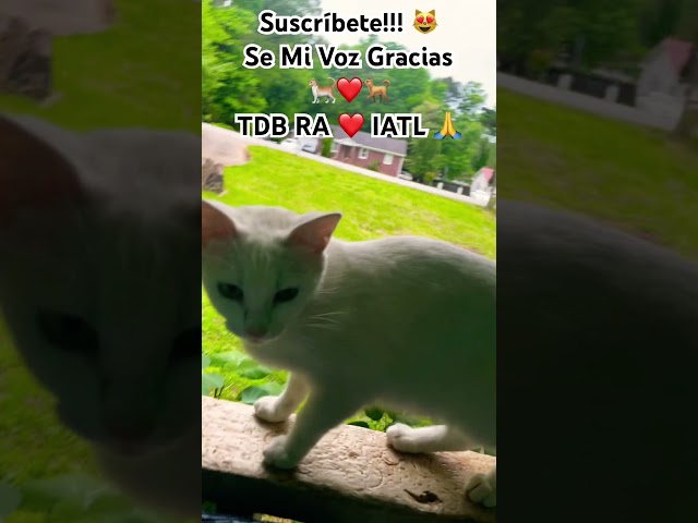 Vídeo relacionado con Meow Cute Cat Face Frase divertida para fans de los gatos Sudadera