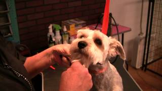 preview picture of video 'South Paws Dog Grooming Guthrie Ok (405) 340-1101 - Guthrie Dog Grooming'