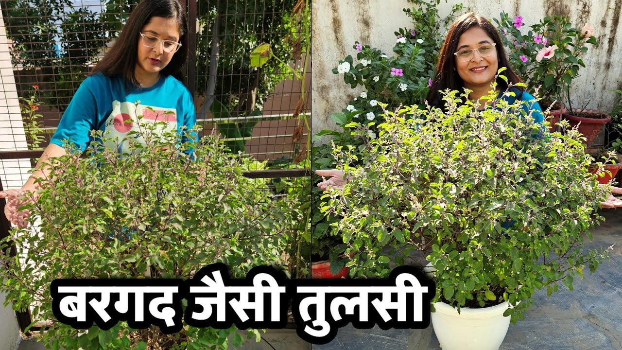 🔴TULSI तुलसी का पौधा घना और स्वस्थ कैसे बनाएं/TULSI HEALTHY FOR YEARS LIKE BARGAD #tulsiplant #tulsi