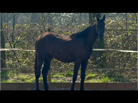 Uretto van Lange Weeren ☆ (ONE MILLION x MILFORD VDL) - Video 3 video thumbnail