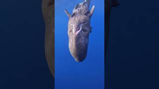 When a baby sperm whale decides that you’re now best friends and wants to play! 🤩🐋  -  🎥 li_karlsen
