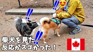 【海外愛され柴犬】海外で大人気! 柴犬を観光地で連れて歩くとカナダ人の反応がおもしろすぎ♪【海外の反応】スパニッシュバンクス