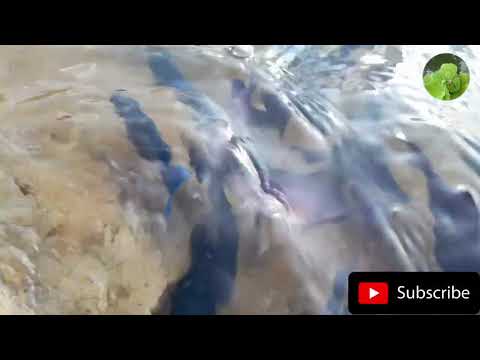 sanjeewa travel  video