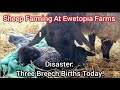 Sheep Farming At Ewetopia Farms Disaster Three Breech Births Today Vlog 033 2022