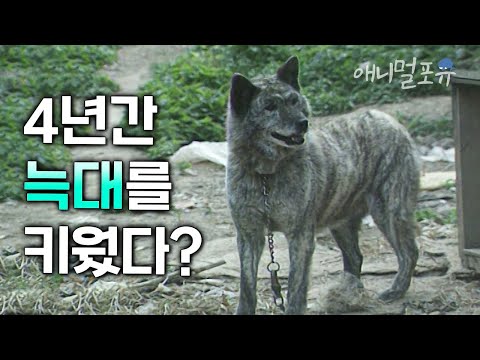 “제가 사실.. 늑대를 키우고 있습니다” 4년간 늑대를 키우고 있다는 이 남자? 한반도에 늑대는 실재하는가 | KBS 환경스페셜 990721 방송