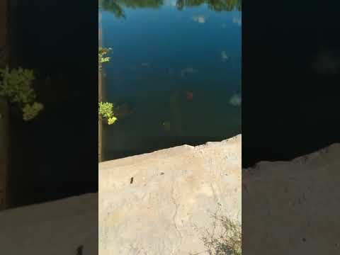 Vídeo mostra pirarucu gigante na Barragem de Julio Marinho em Apodi e alerta pescadores