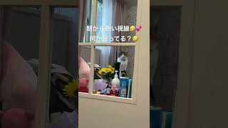 【猫のいる暮らし】朝から熱い視線🤣なんか言いたそう #cat #保護猫 #大家族