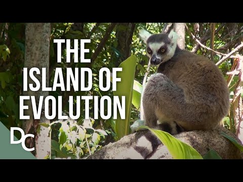 A Close Look At The Biodiversity Hotspot Of Madagascar | Madagascar | Documentary Central