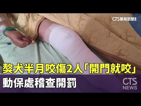 獒犬半月咬傷2人「開門就咬」　動保處稽查開罰