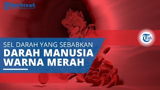 Eritrosit, Sel Darah yang Menjadi Penyebab Darah Manusia Berwarna Merah