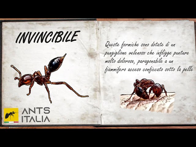 Video Aussprache von solenopsis invicta in Englisch