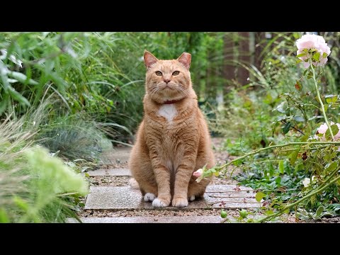 소나기가 지나간 뒤 고양이들의 느린 오후