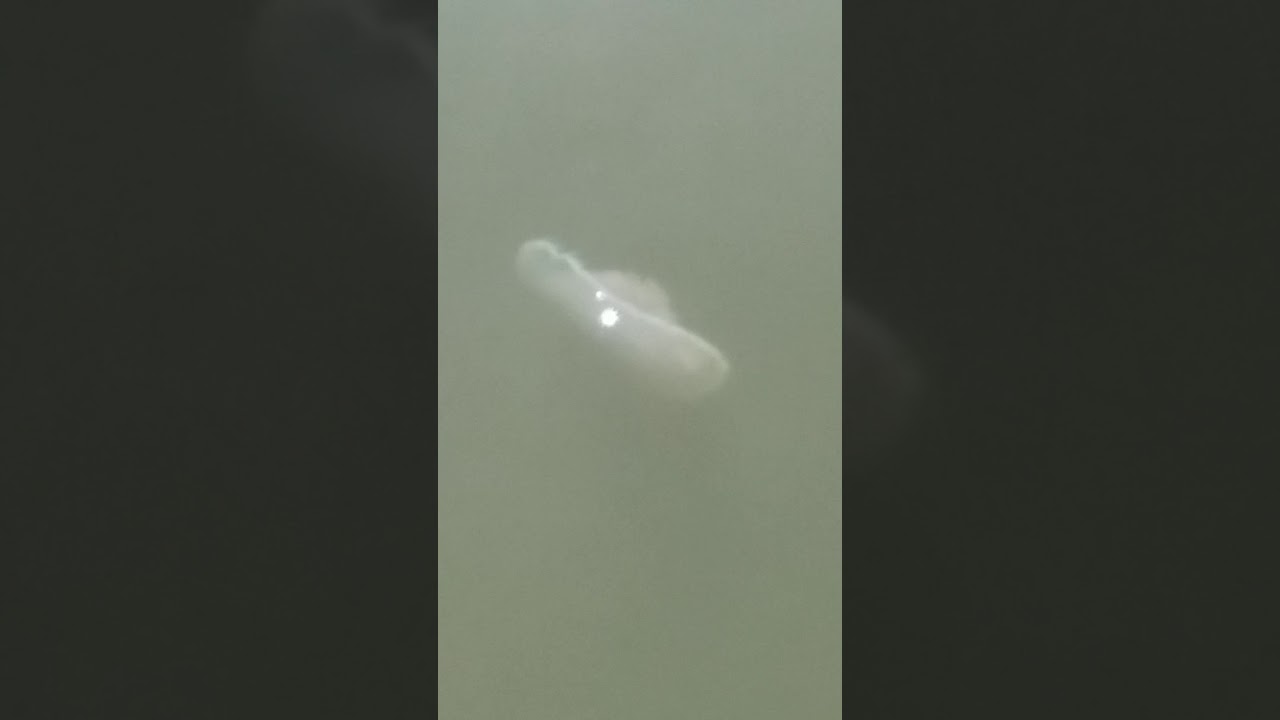 Biggest jellyfish I've ever seen