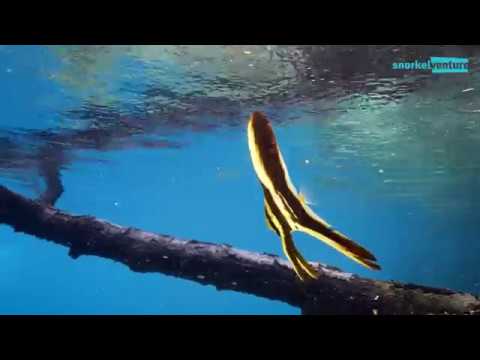 Snorkeling Raja Ampat & Komodo with Snorkel Venture