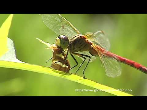 トンボが虫を食べる