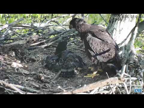 Hays H11 H12 follow a feather falling to the nest 2020 05 05 10 15 03 210