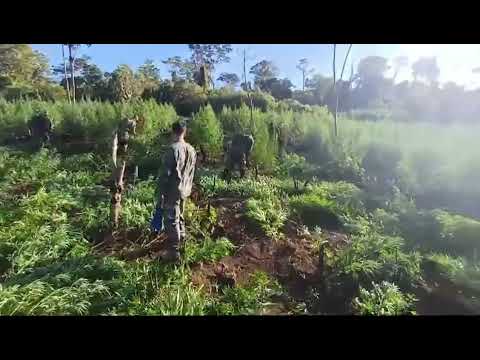 Desmantelan plantaciones de marihuana tras operativo en Caazapá