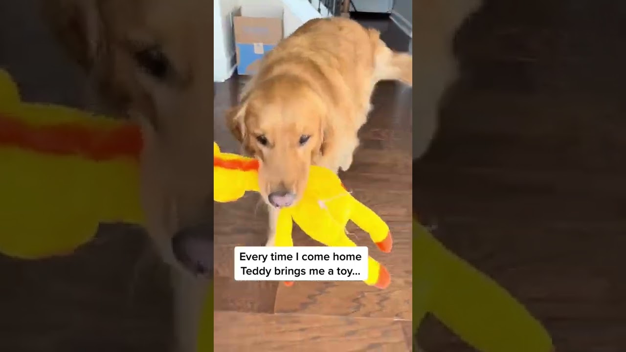 The best greeting… #dog #dogs #goldenretriever #shorts